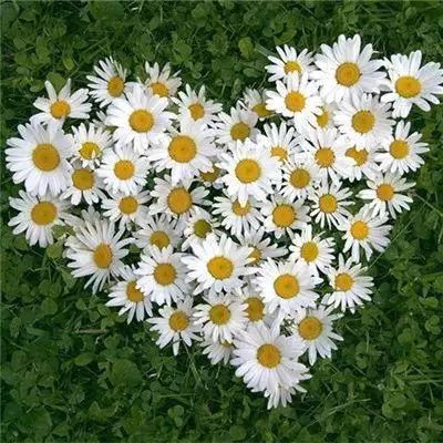 天天中彩票下载手机版